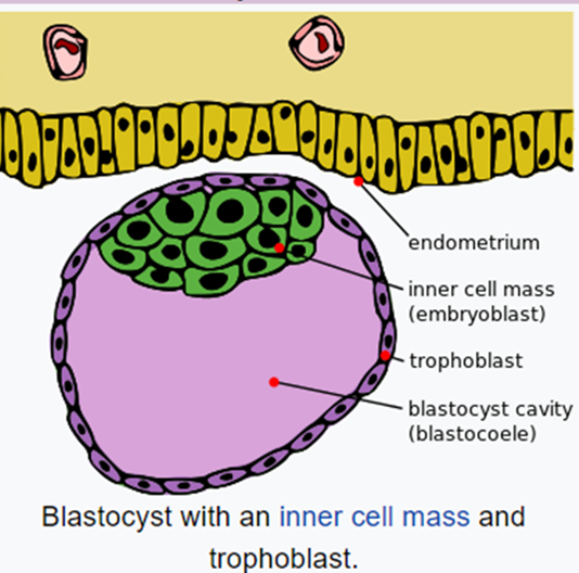 Image of blastocyst with inner cell mass highlighted.