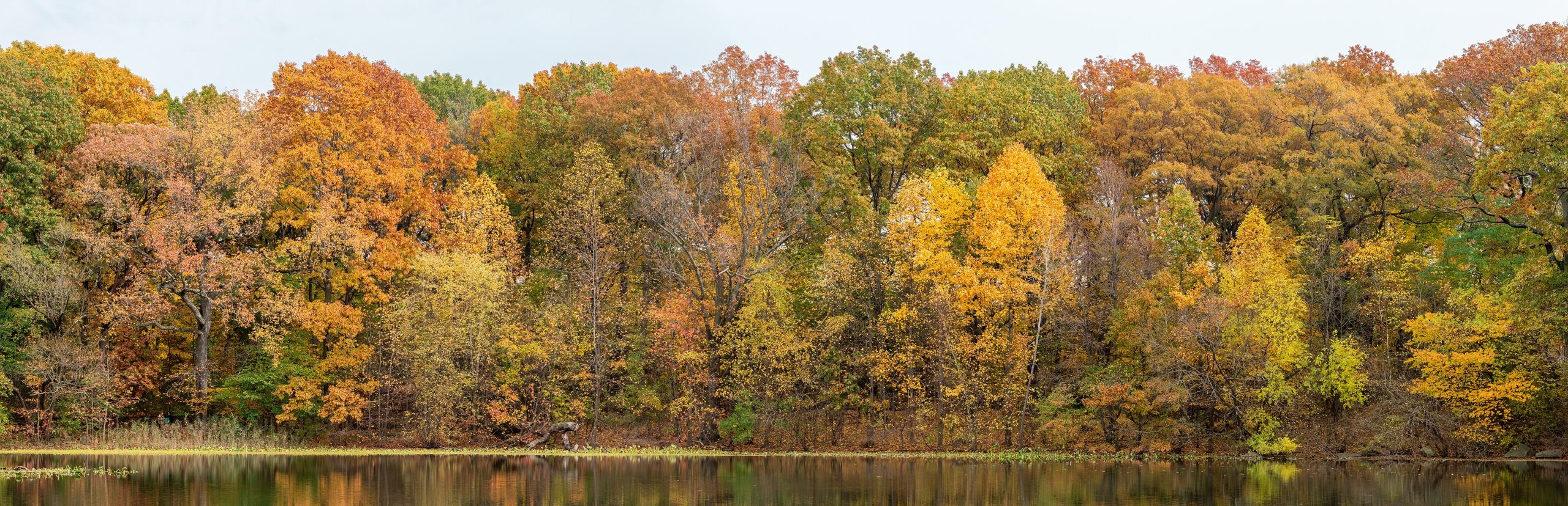 woods in their fall colors reflected in still water at the edge of a lake