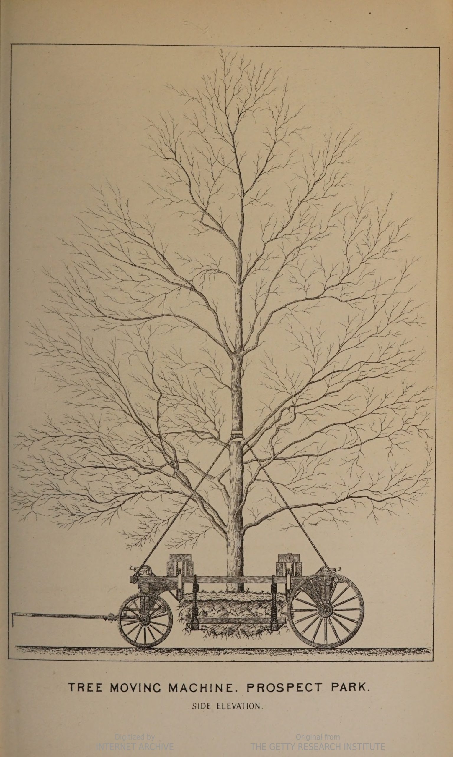 illustration of a tree and its root ball held upright in a wagon