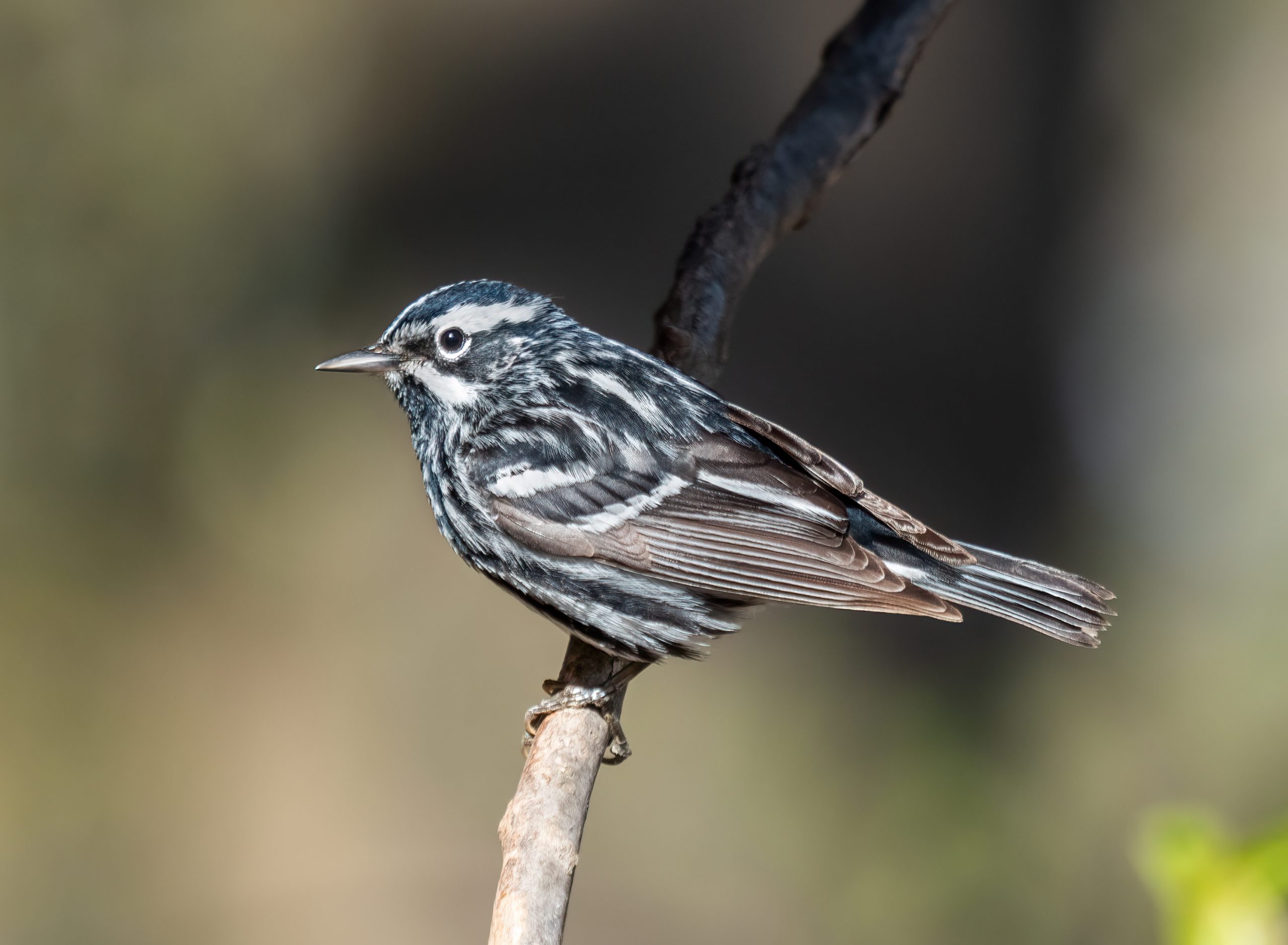 black-and-white warbler perched on a branch