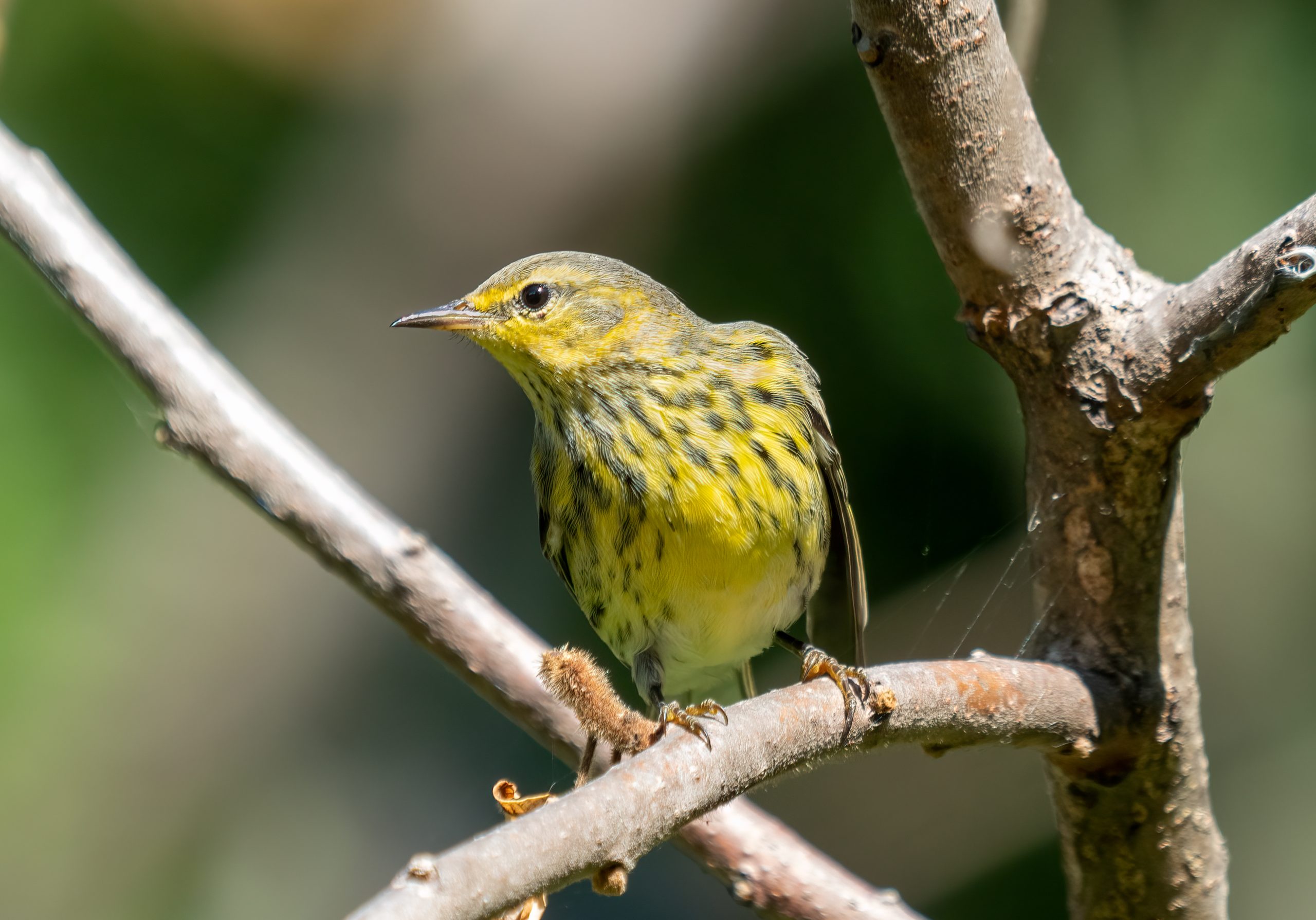 Cape May warbler perched on a branch