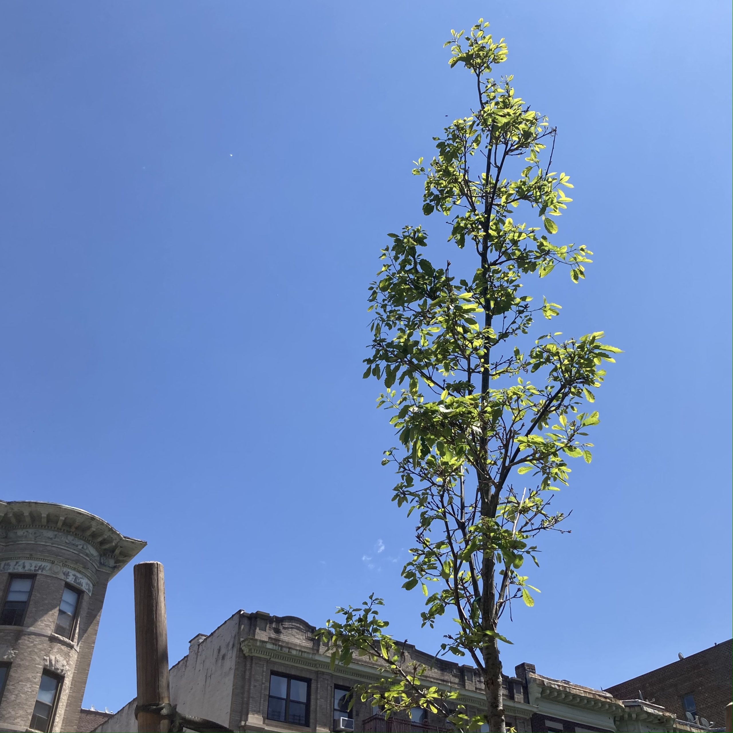 the leafy top of a young tree against a bright blue sky, the rooftoops of apartment buildings visible in the background