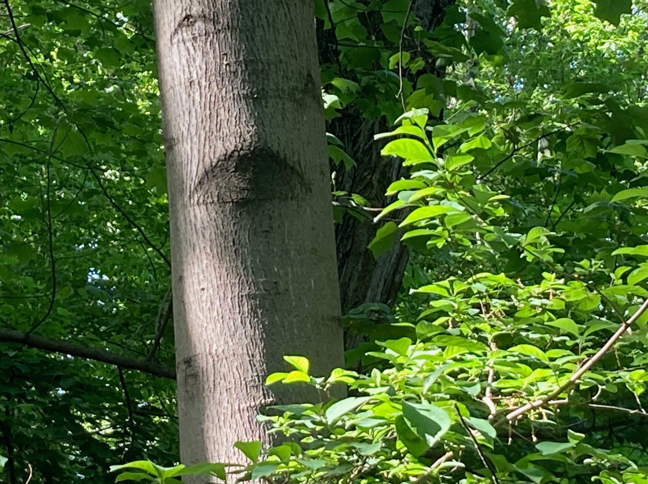 a tree trunk standing among green trees and shrubs appears to have an eye in it