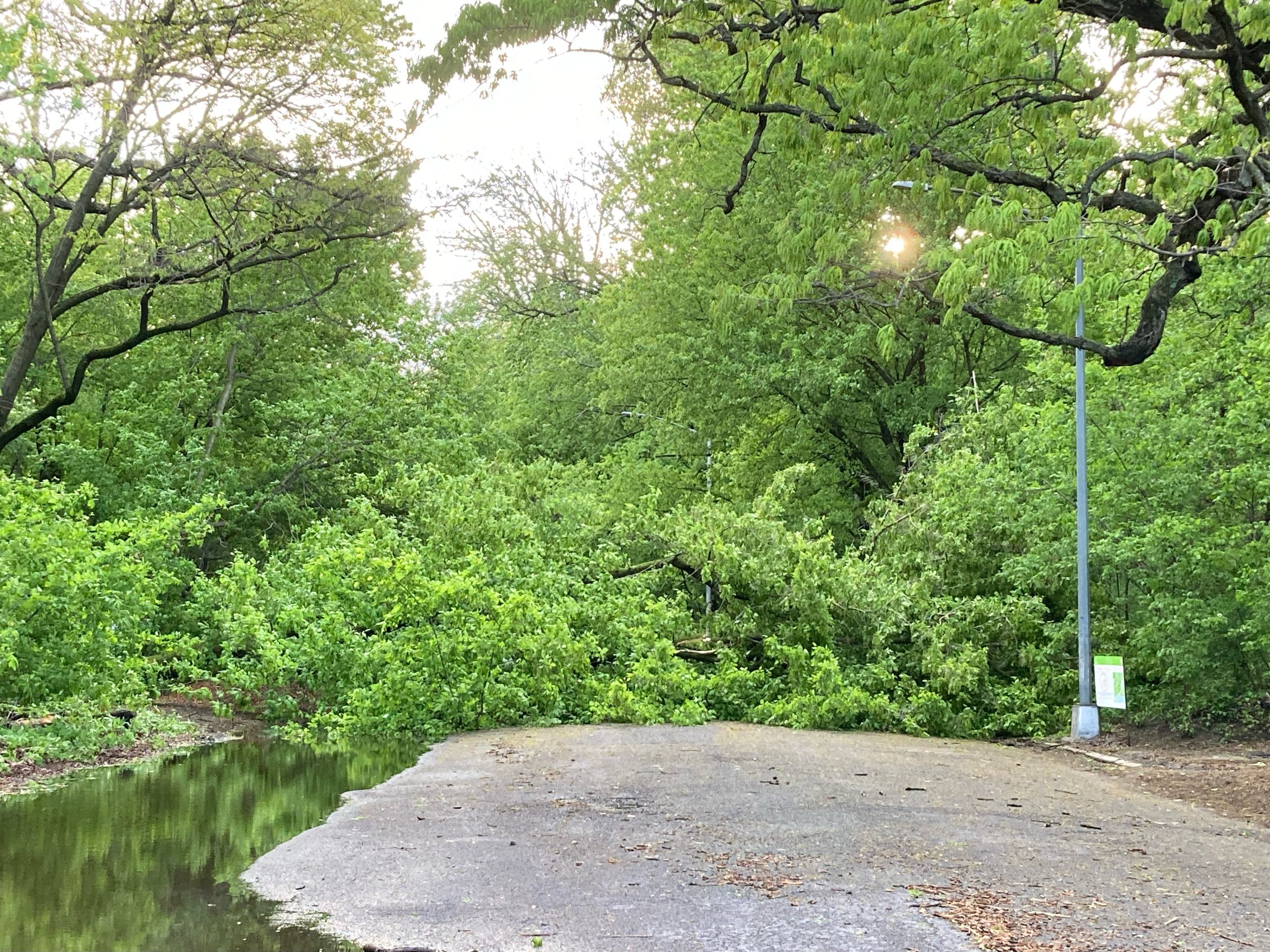 a fallen tree lies across a wet roadway