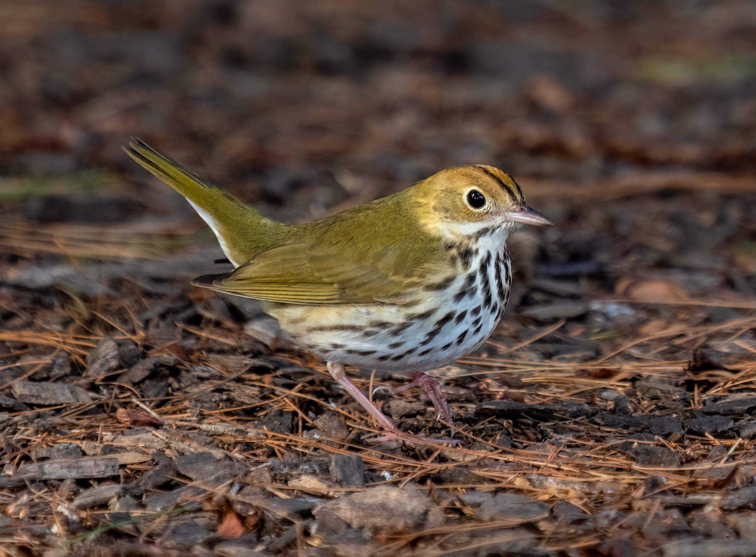 oven bird standing on the ground