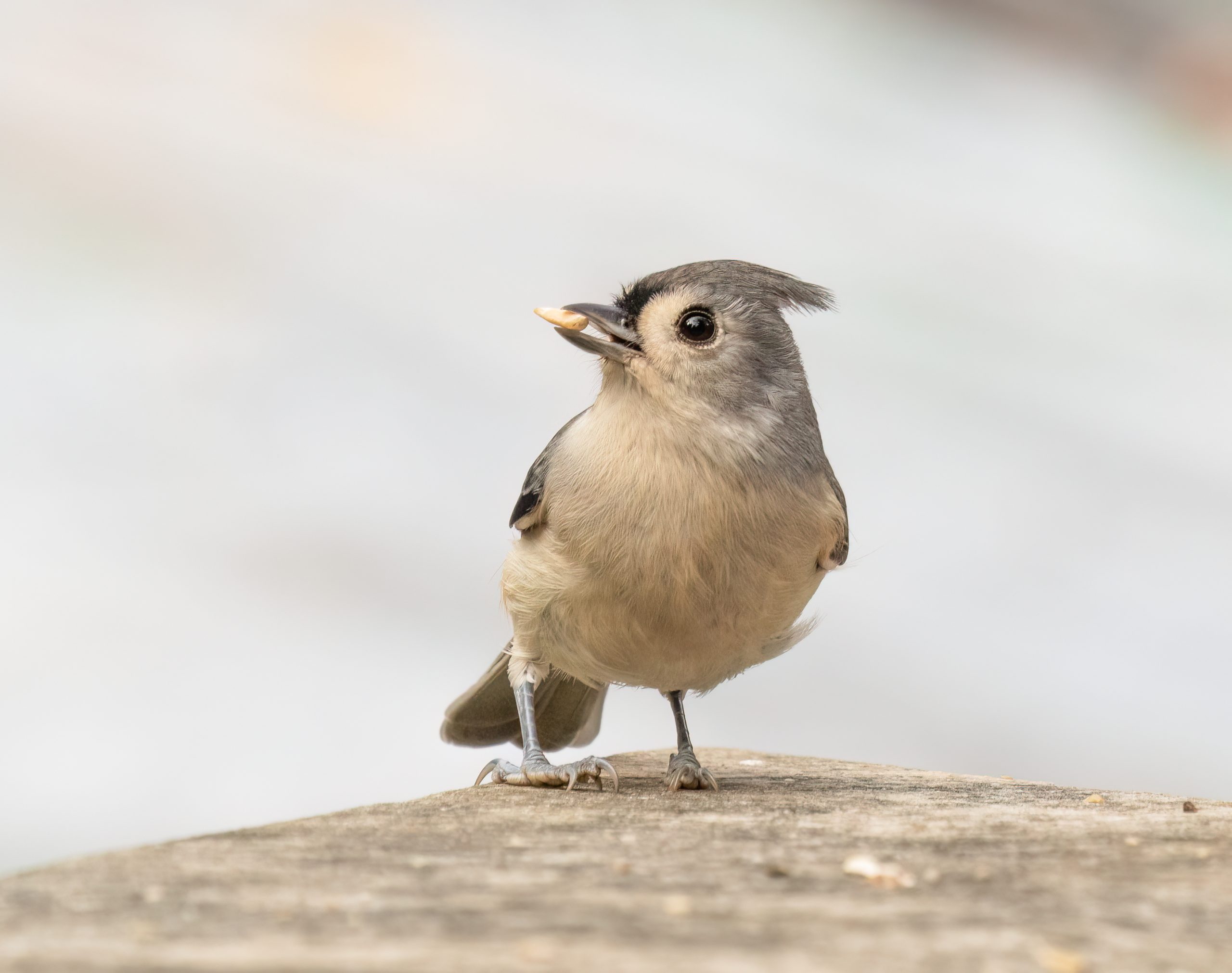 tufted titmouse standing on the ground with a seed in its beak