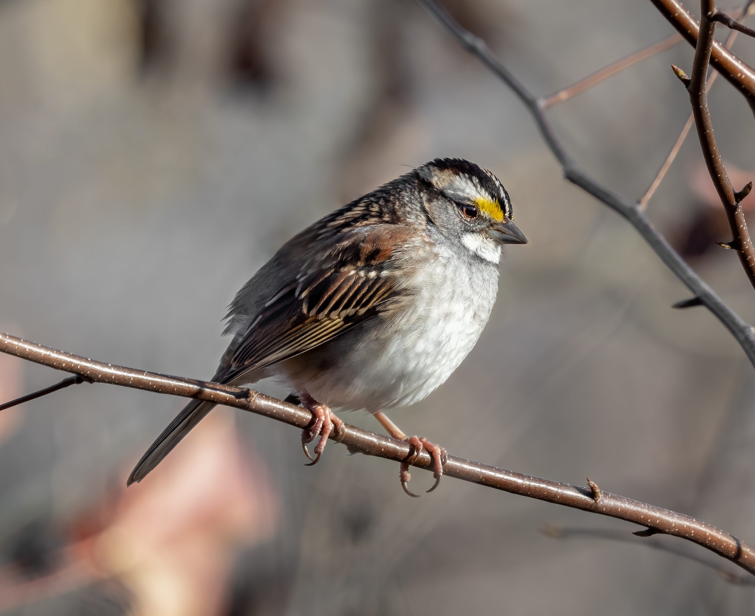 white-throated sparrow perched on a branch