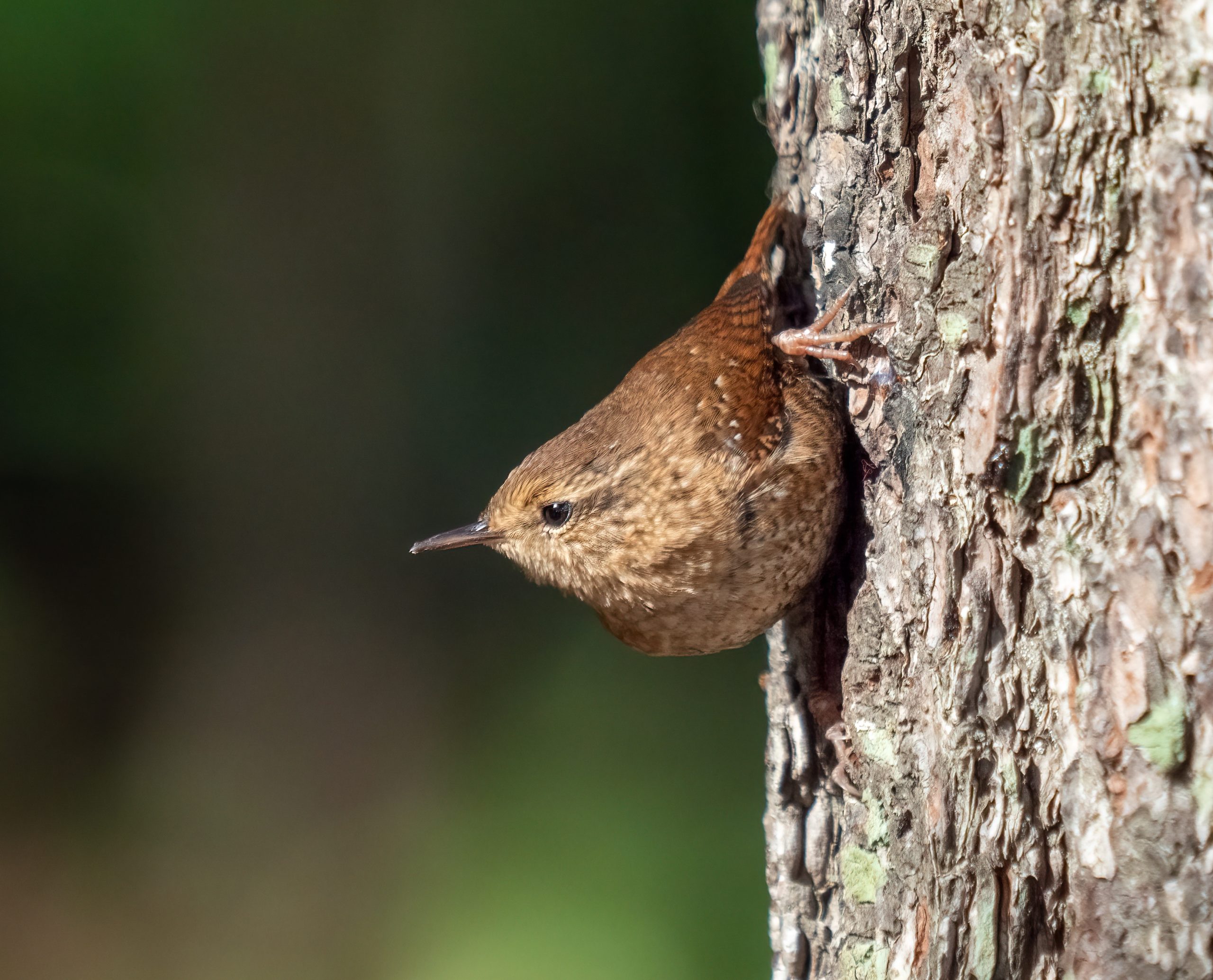 winter wren perched sideways on a tree trunk