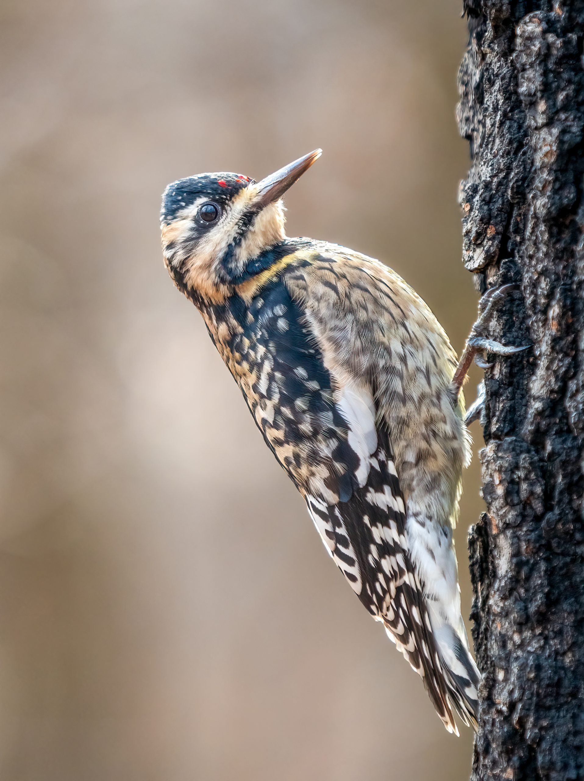 a young yellow-bellied sapsucker perched facing a tree trunk