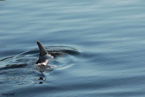 The image shows the dorsal fin of a whale moving through water.