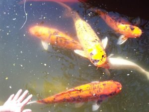 hand reaching toward fish in a koi pond