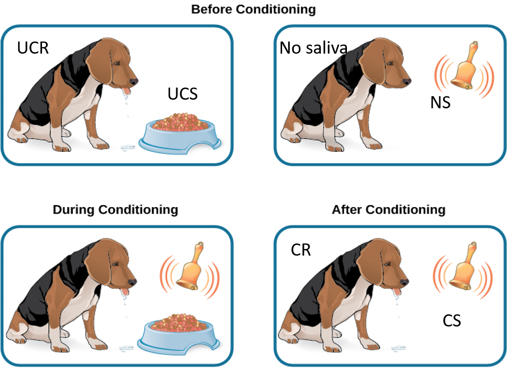 Two illustrations are labeled “before conditioning” and show a dog salivating over a dish of food, and a dog not salivating while a bell is rung. An illustration labeled “during conditioning” shows a dog salivating over a bowl of food while a bell is rung. An illustration labeled “after conditioning” shows a dog salivating while a bell is rung.