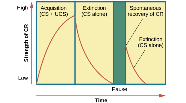 6 2 Classical Conditioning Introduction To Psychology A Critical 