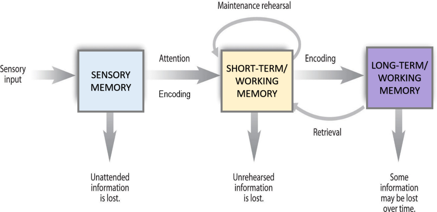 7.1 How Memory Functions Introduction to Psychology A critical