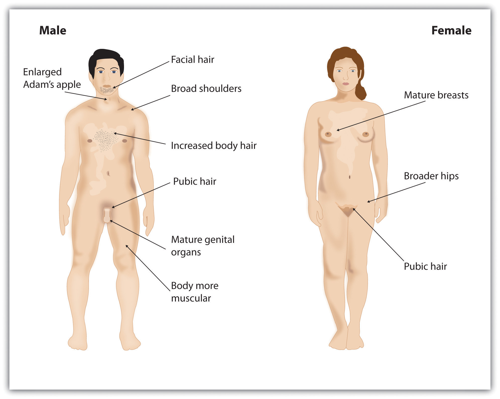 Diagram of sex characteristics, man on left, woman on right