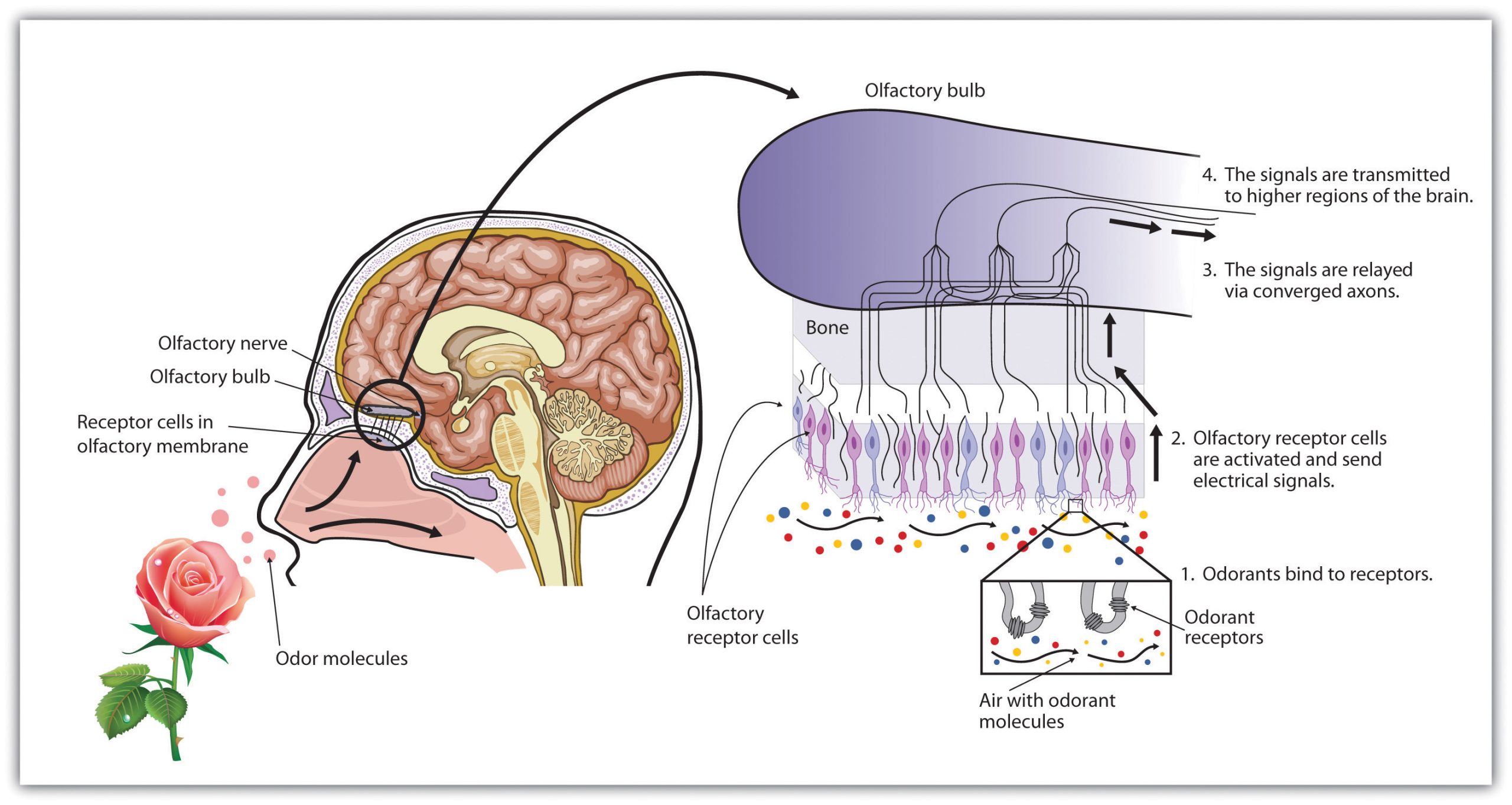 Smell receptors