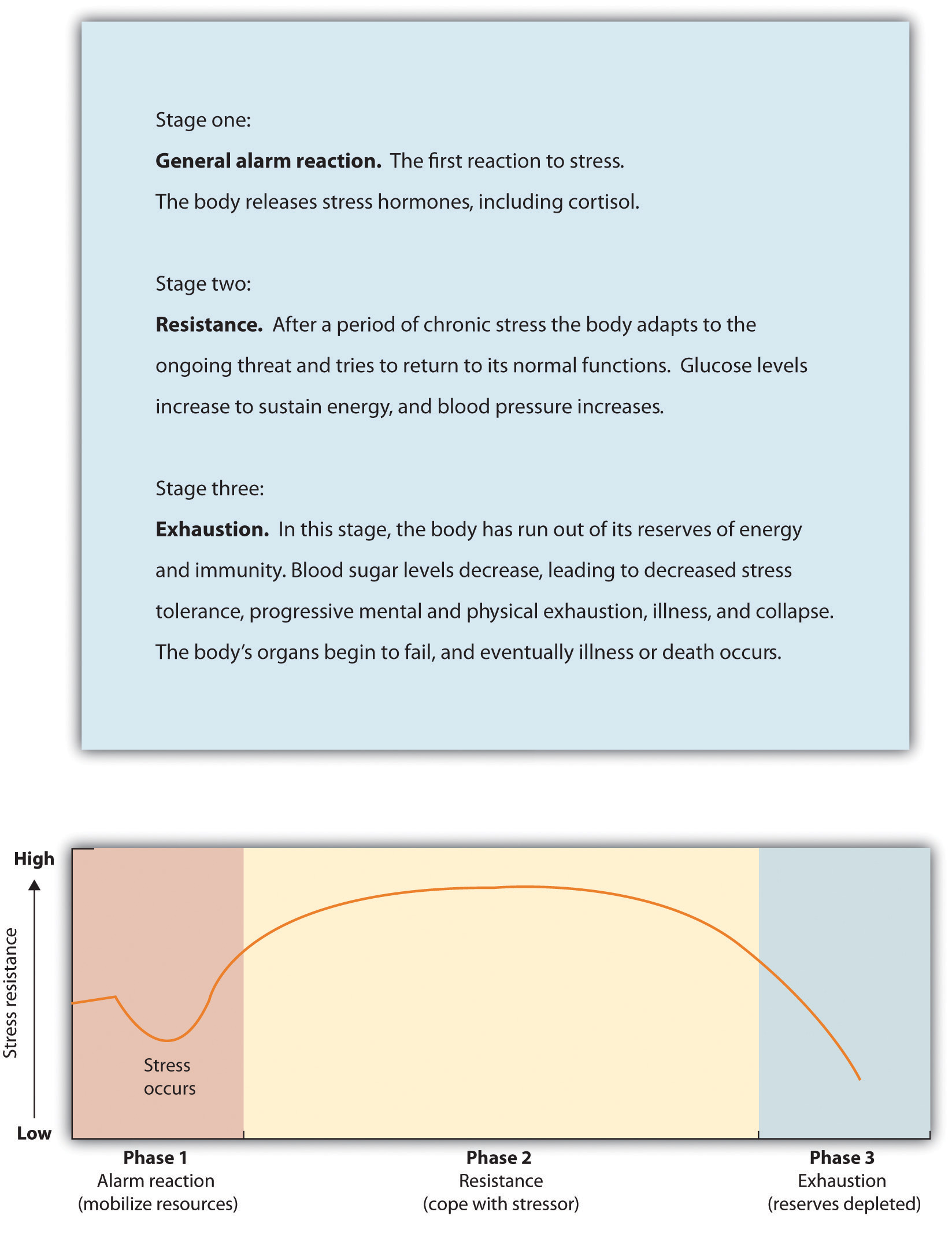 General Adaptation Syndrome. Stage one: General alarm reaction. The first reaction to stress. The body releases stress hormones, including cortisol. Stage two: Resistance. After a period of chronic stress the body adapts to the ongoing threat and tries to return to its normal functions. Glucose levels increase to sustain energy, and blood pressure increases. Stage three: Exhaustion. In this stage, the body has run out of its reserves of energy and immunity. Blood sugar lebels decrease, leading to decreased stress tolerance, progressive mental and physical exhaustion, illness, and collapse. The body's organs begin to fail, and eventually illness or death occurs.