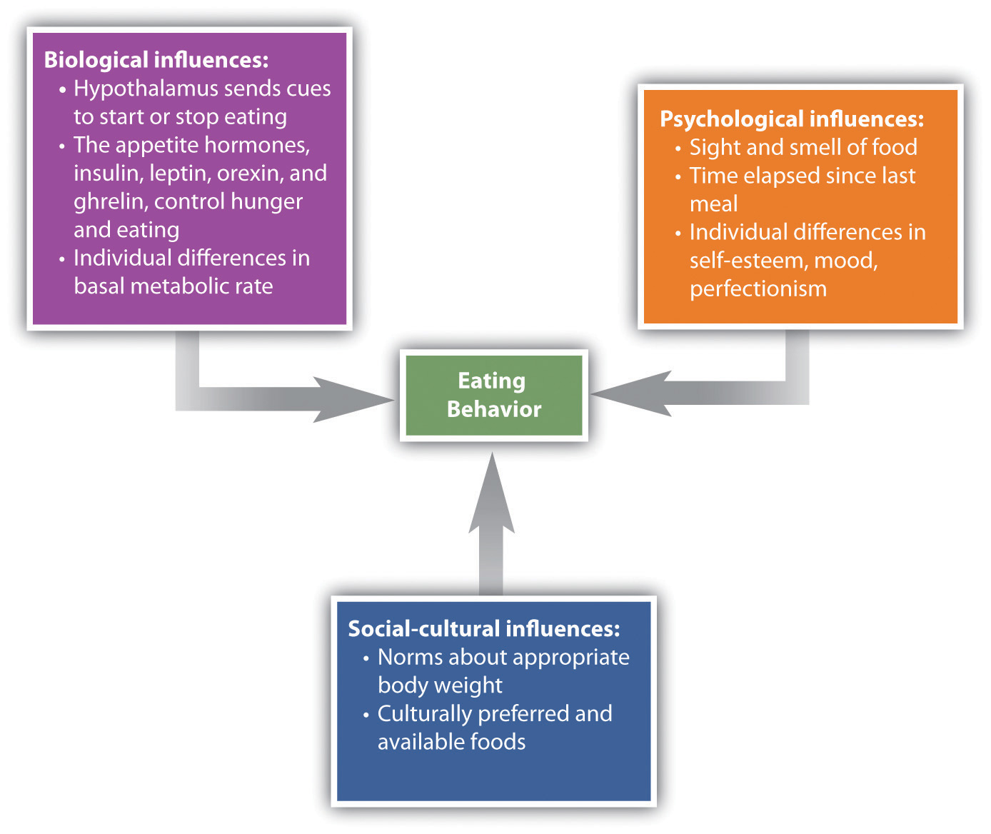 Biological, Psychological, and Social-Cultural Contributors to Eating