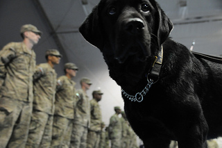 Therapy dog in the army