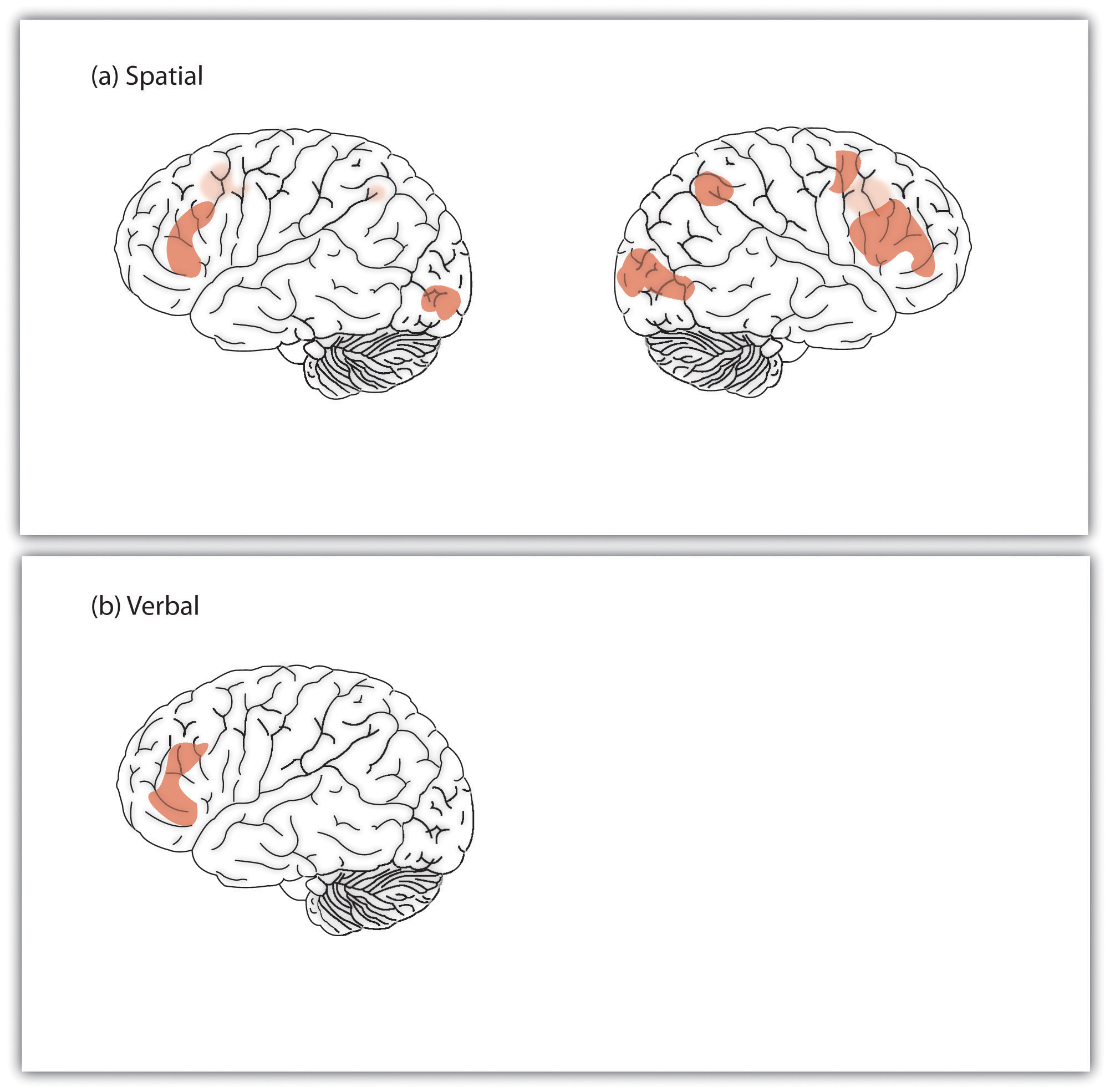 fMRI studies have found that the areas of the brain most related to intelligence are in the outer parts of the cortex.