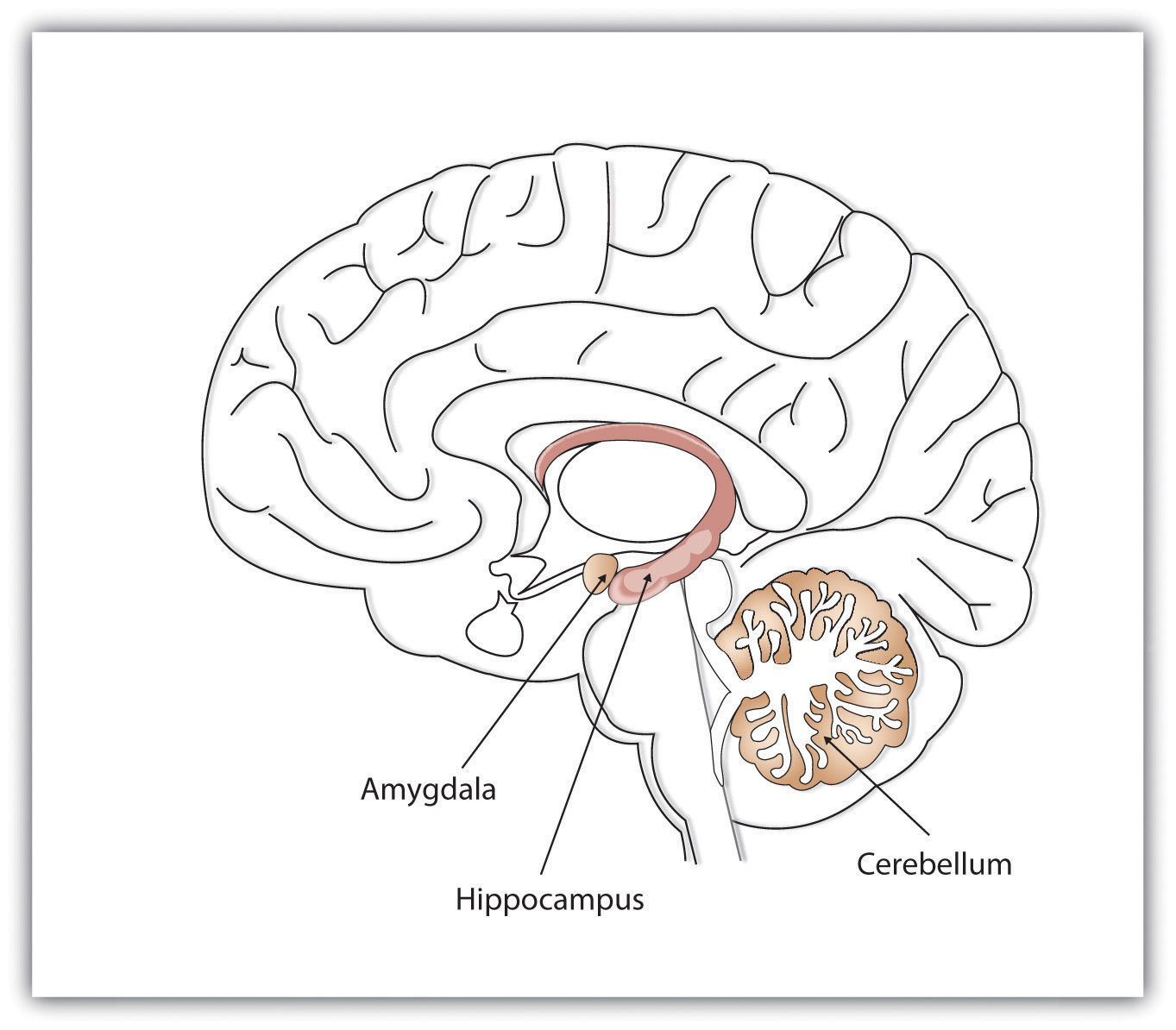 Schematic Image of Brain With Hippocampus, Amygdala, and Cerebellum Highlighted