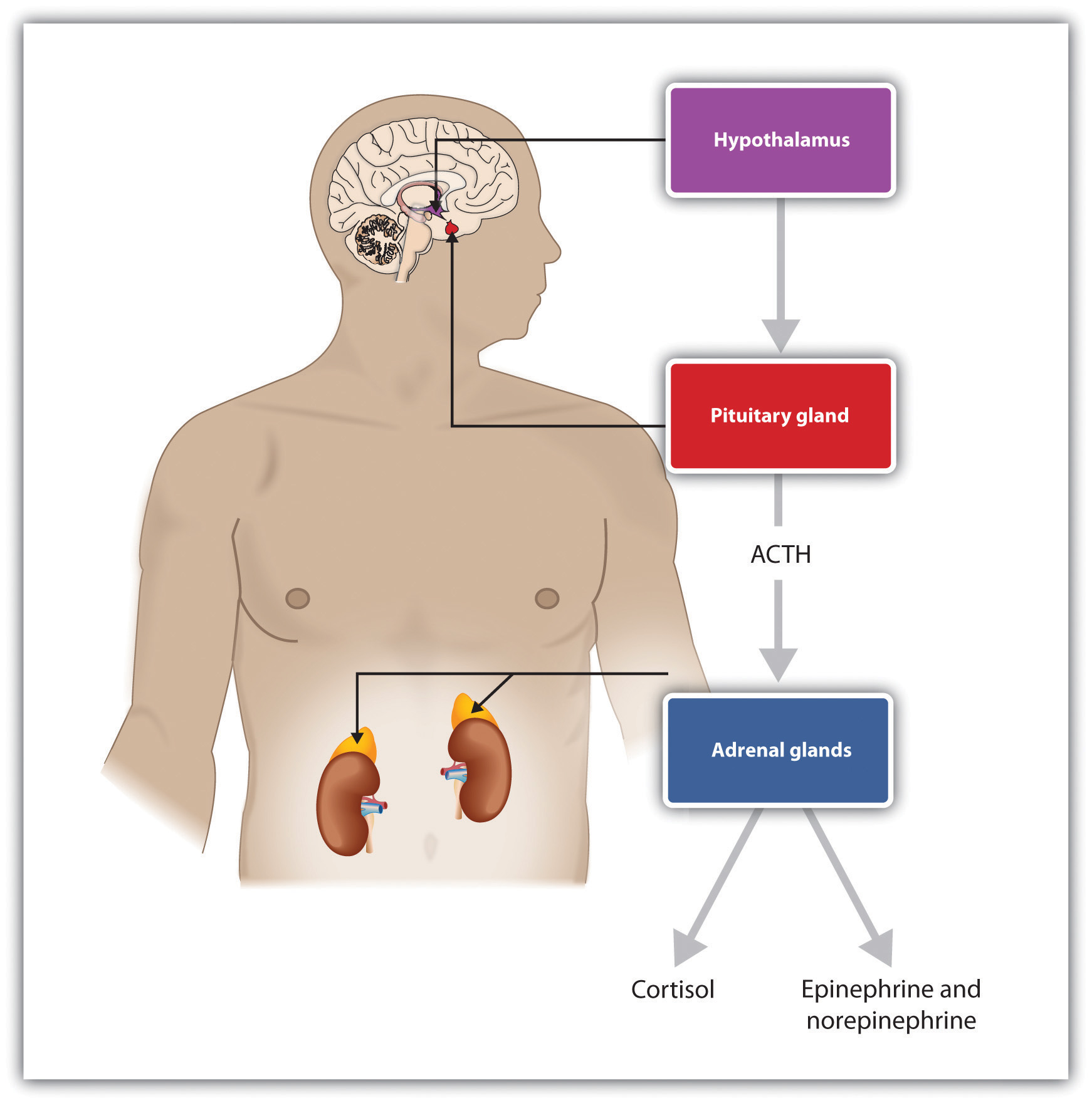 Stress activates the HPA axis. The result is the secretion of epinephrine, norepinephrine, and cortisol.