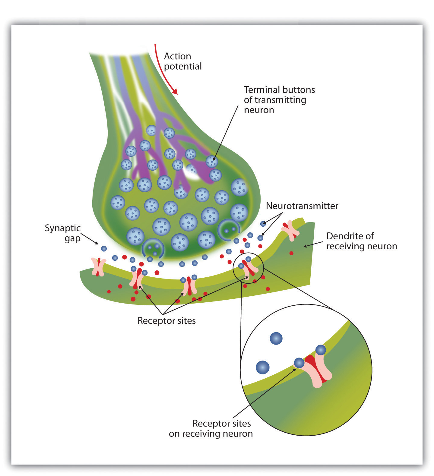 A nueron during synapse.