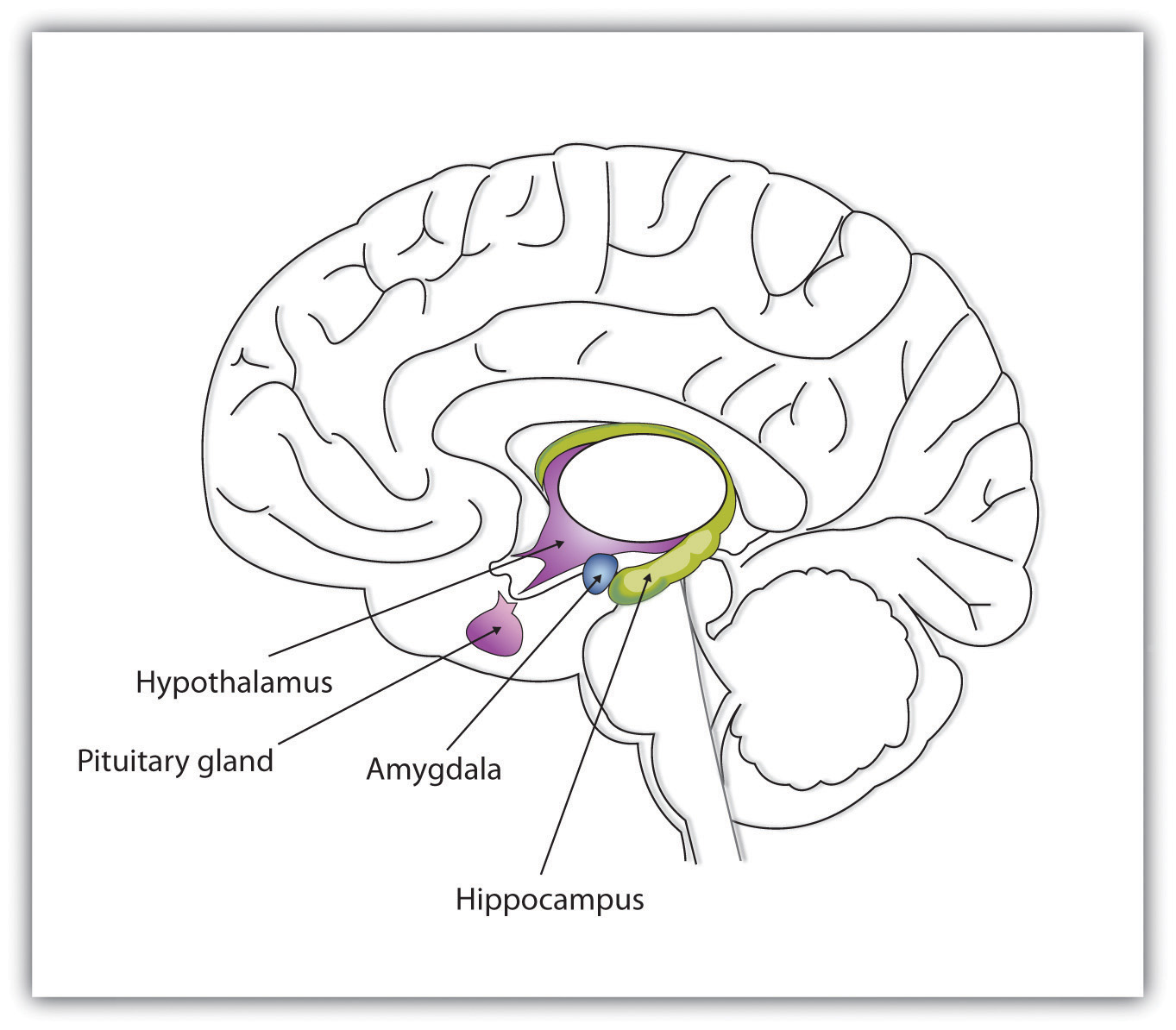 The limbic system