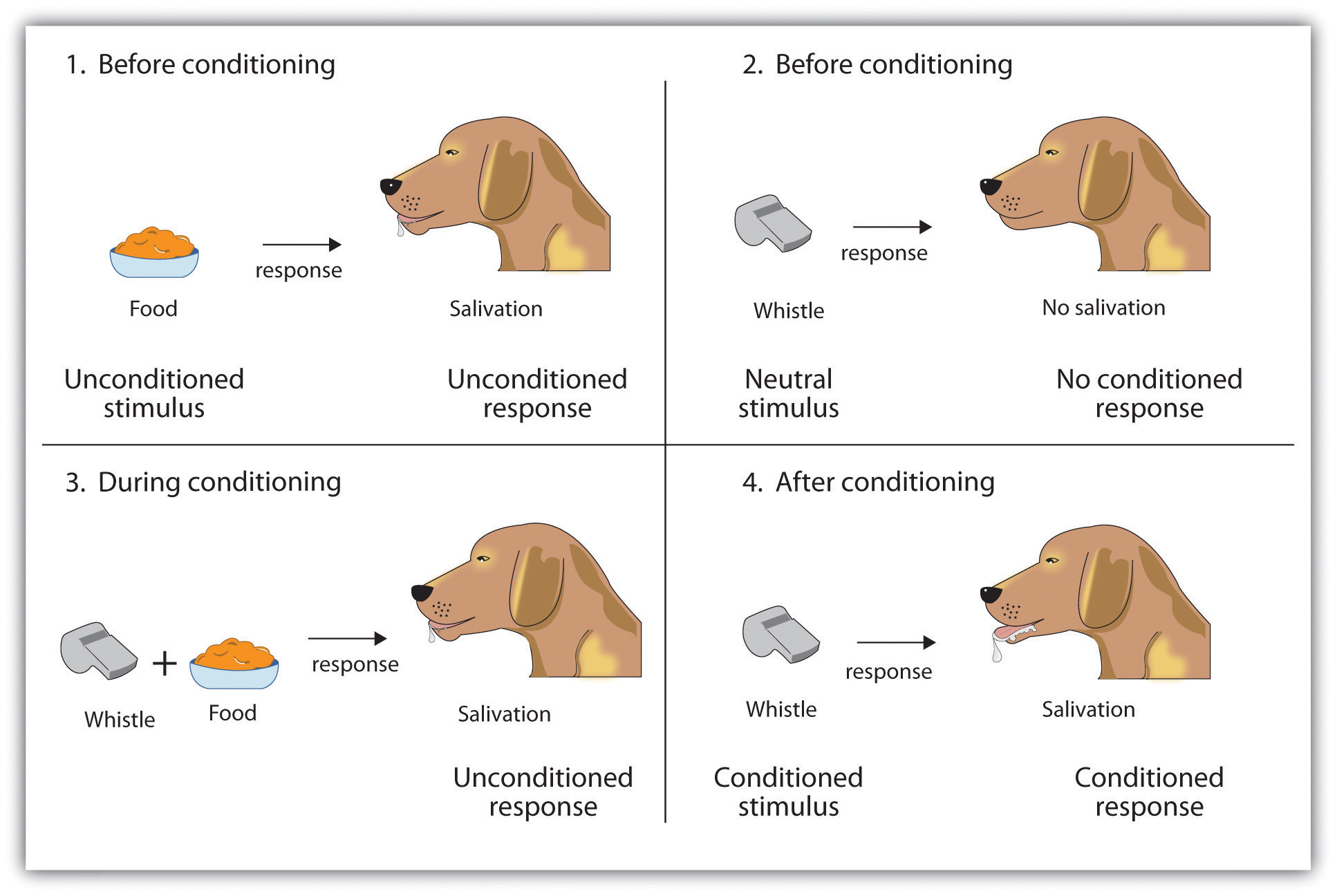 Top left: Before conditioning, the unconditioned stimulus (US) naturally produces the unconditioned response (UR). Top right: Before conditioning, the neutral stimulus (the whistle) does not produce the salivation response. Bottom left: The unconditioned stimulus (US), in this case the food, is repeatedly presented immediately after the neutral stimulus. Bottom right: After learning, the neutral stimulus (now known as the conditioned stimulus or CS), is sufficient to produce the conditioned responses (CR).