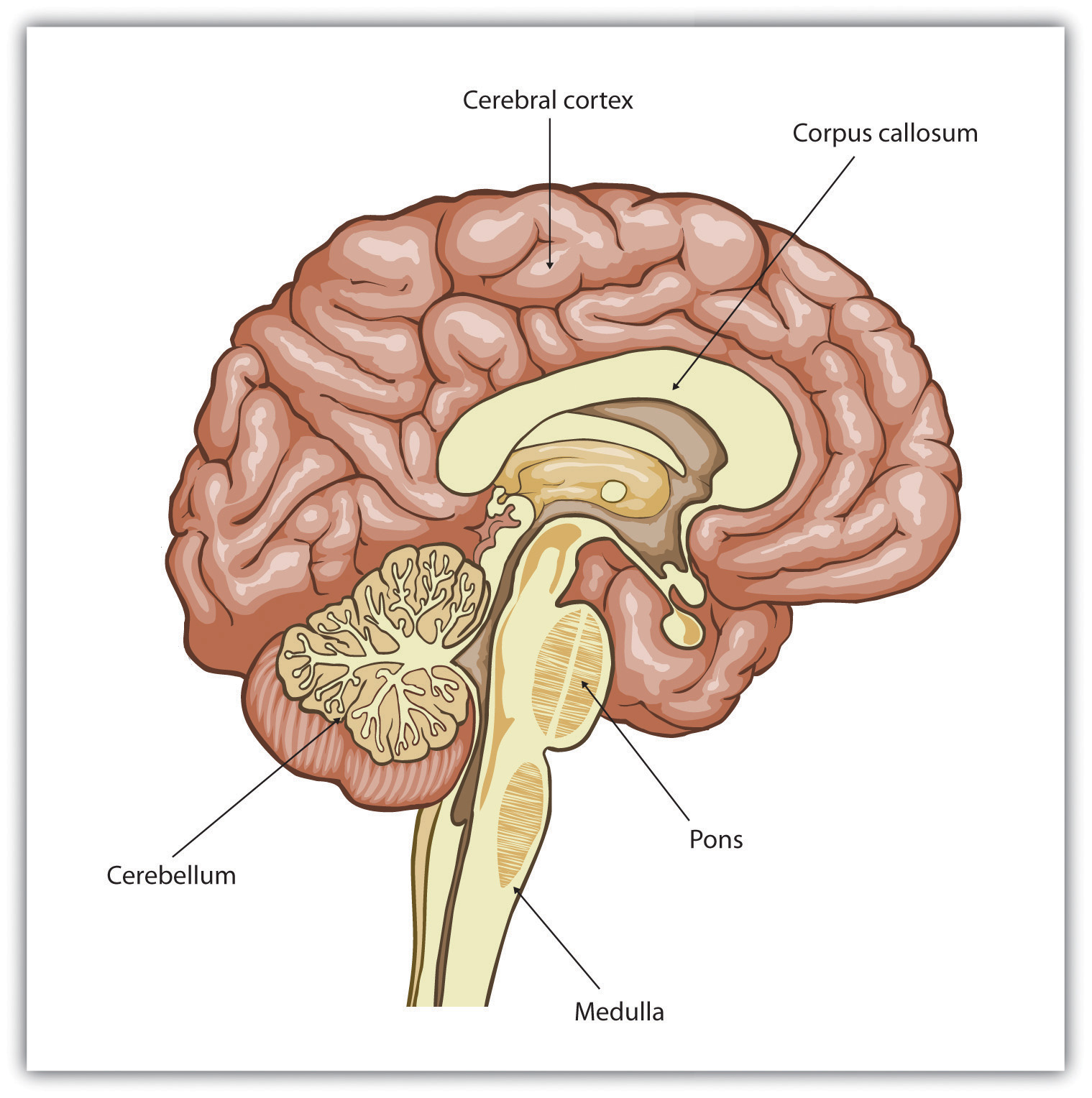 Cerebral Cortex