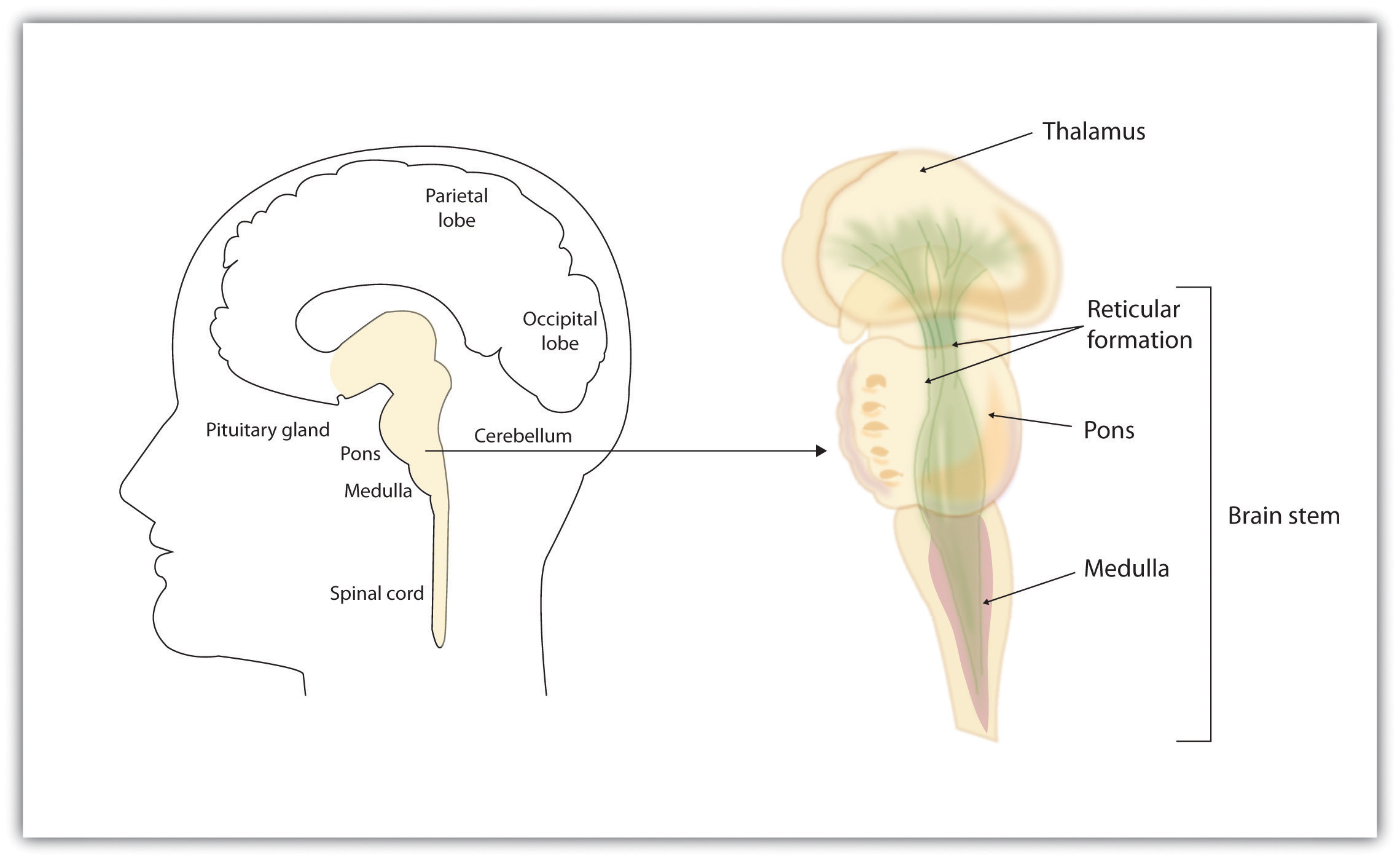 The brain stem and the thalamus