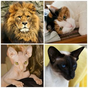 collage of cats (lion, house cat, hairless cat, siamese)