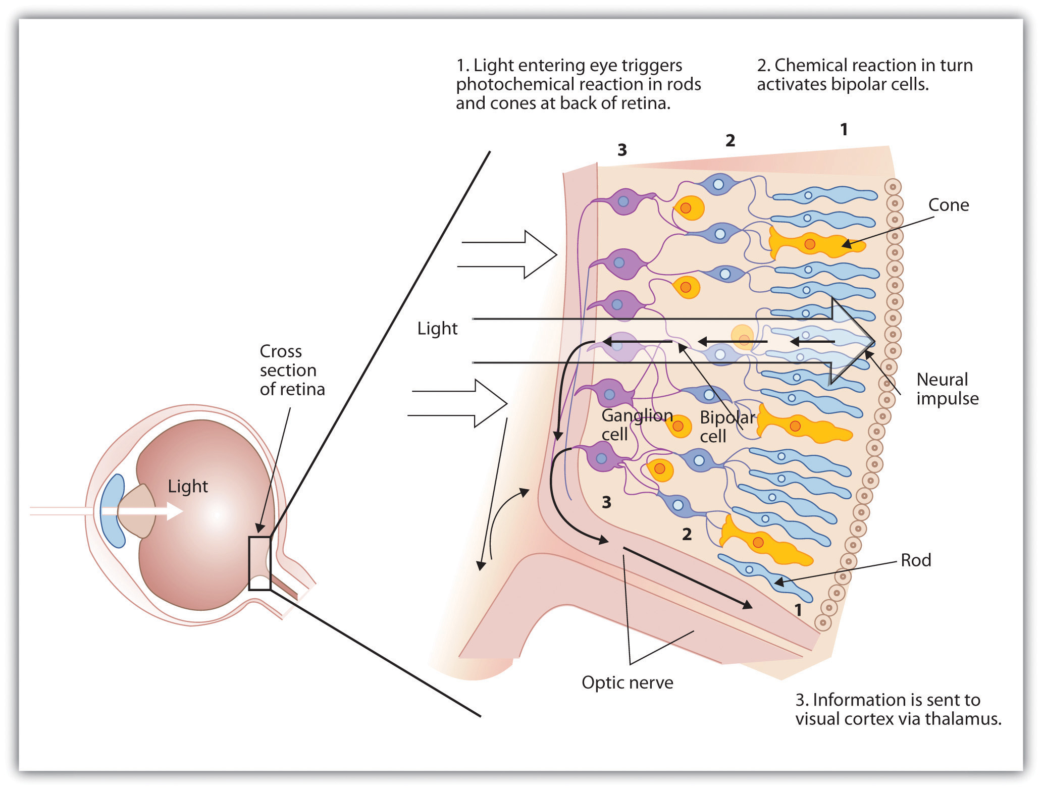 The retina with its specialized cells