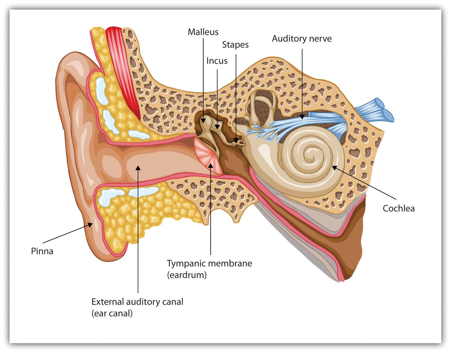 The human ear