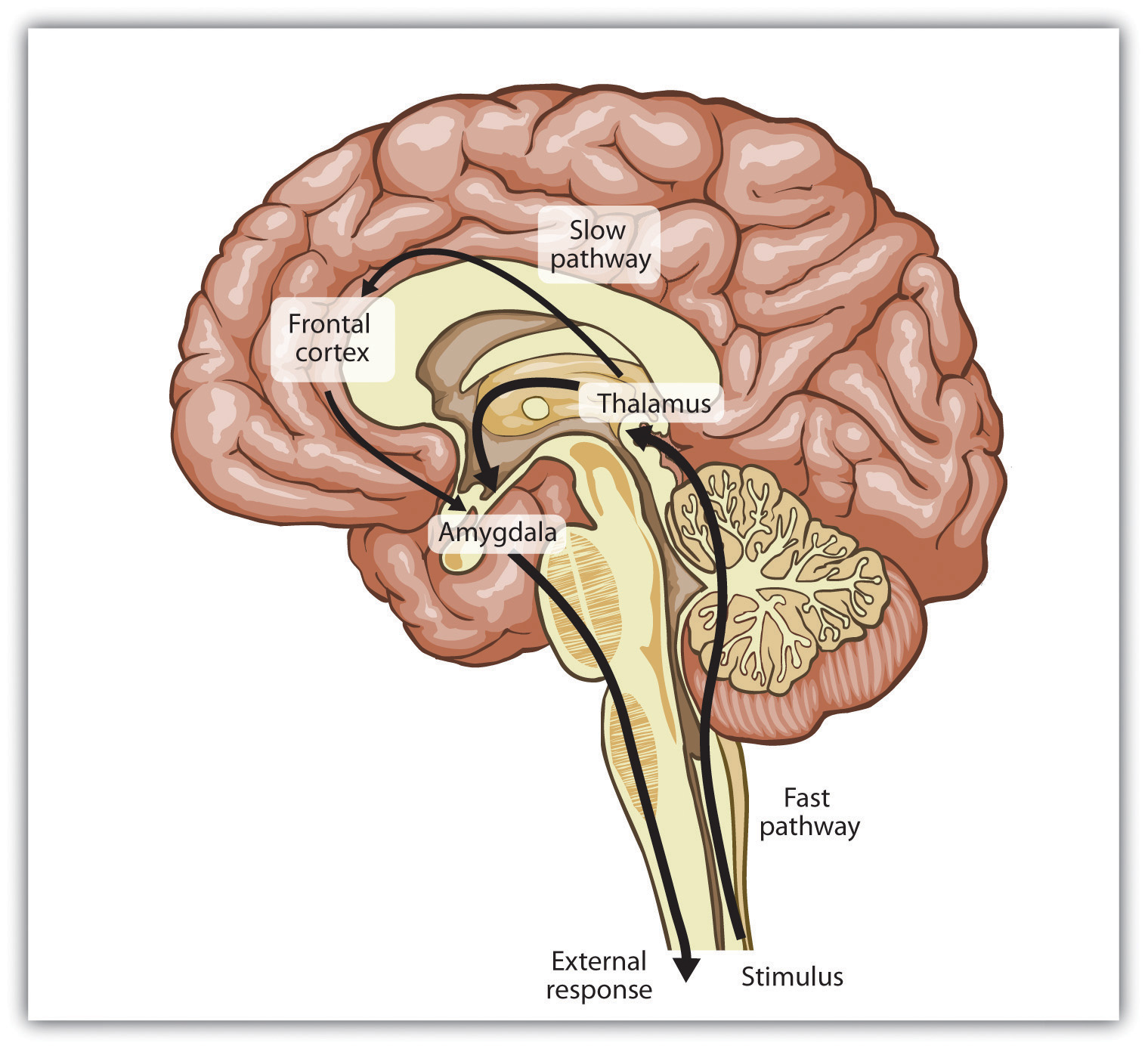 There are two emotional pathways in the brain (one slow and one fast), both of which are controlled by the thalamus.