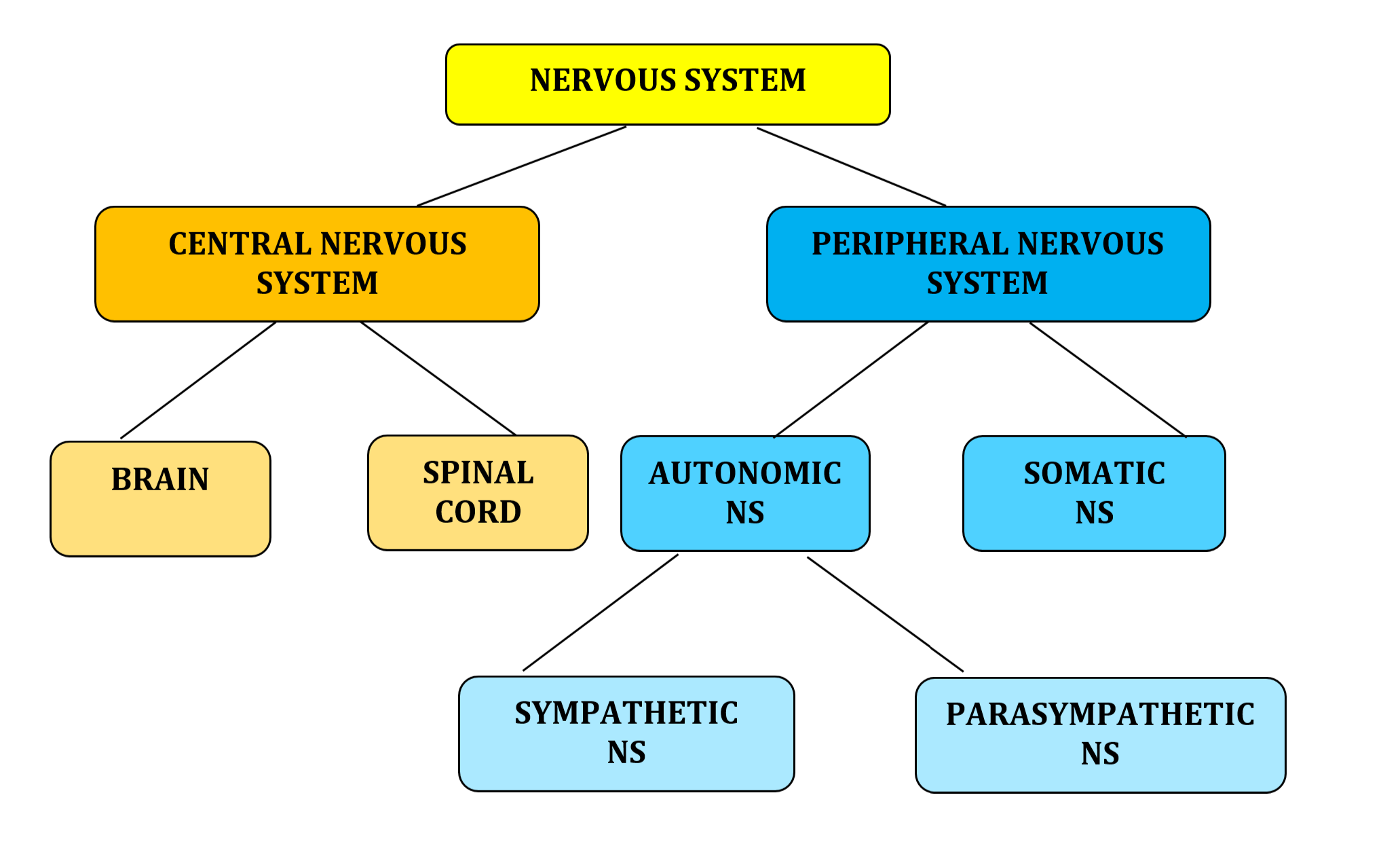Diagram of the subdivisions of the nervous system as described in the text