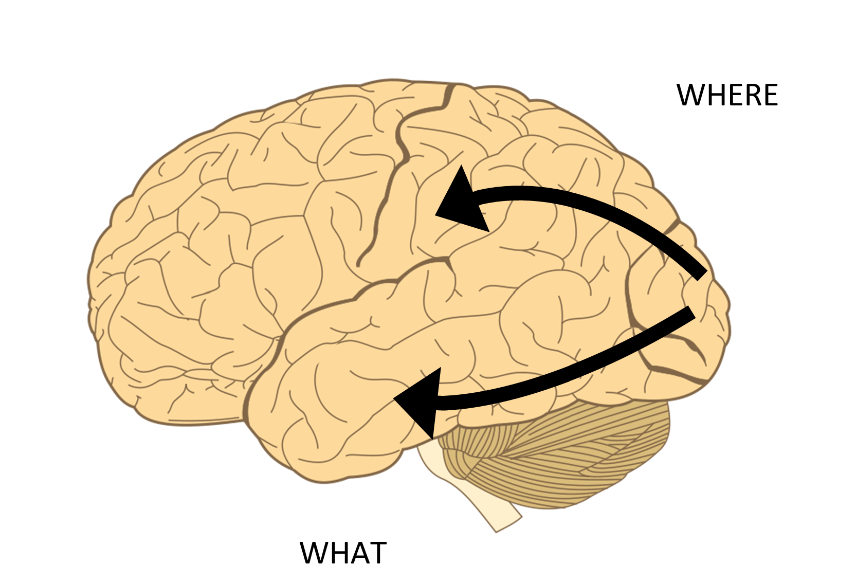 Picture of the brain with an arrow labeled WHERE going from the occipital cortex to the parietal cortex (upper part of the brain) and an arrow labeled WHAT going from the occipital cortex down to the temporal cortex