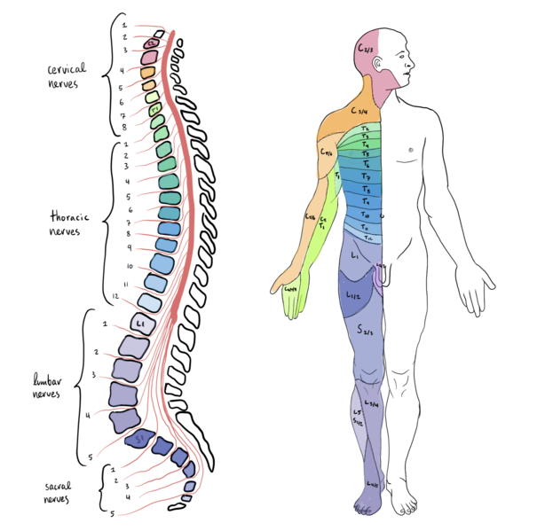Image on left shows the spinal segments with cervical nerves at top. and thoracic nerves, lumbar and sacral nerves underneath (in order). The figure on the right shows a human body with the areas each set of nerves relates to highlighted in different colors.