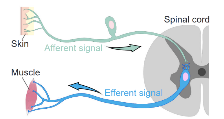 Diagram shows an afferent sensory nerve bringing a signal into the spinal cord from the skin, and connecting to a motor nerve bringing an efferent signal to a muscle