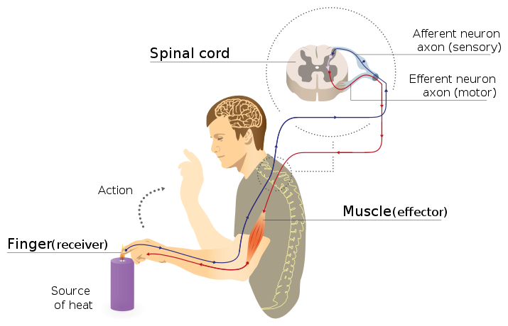 Picture shows a person touching a candle with their finger and pulling their hand away, the diagram shows the afferent (from the finger)and efferent connections (to the muscle) with the spinal cord