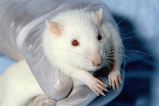 Picture of a white rat being held by a researcher