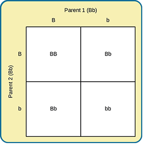 The figure has 4 squares within it. On the top side it says Parent 1 (Bb) On the left side it says Parent 2 (Bb). The four squares contain the 4 possible gene combinations. BB, Bb, Bb, bb