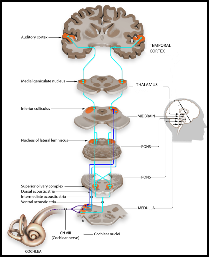 Set of images of sections of the brain going from the cochlea via the medulla, pons, midbrain, thalamus, to the emporal cortex