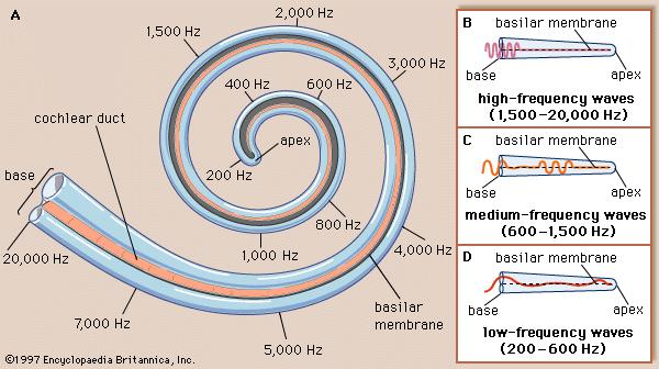 A)The figure shows the coiled cochlea with numbers along it. Highest frequencies are located near the base and lowest frequencies in the center of the coil at the apex. The frequencies range from 20,000 Hz (base) to 200 Hz (apex). (B). High frequency waves (1500 to 20,000 Hz) a picture of the basilar membrane showing vibrations at the base. (C) Medium frequency waves (600 to 1500 Hz) shows vibrations at the base and middle parts of the basilar membrane. (D) Low frequency waves (200 to 600 Hz) shows vibrations at the base and apex of the basilar membrane.
