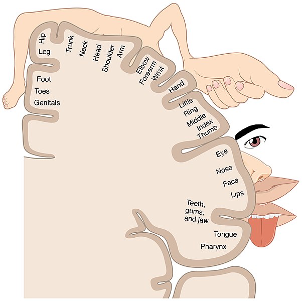Picture of the surface of the somatosensory cortex with the leg and arm and hand on top surface followed by eyes nose lips and tongue. The hand and lips are larger than the leg and arm indicating that they take up more cortical space.