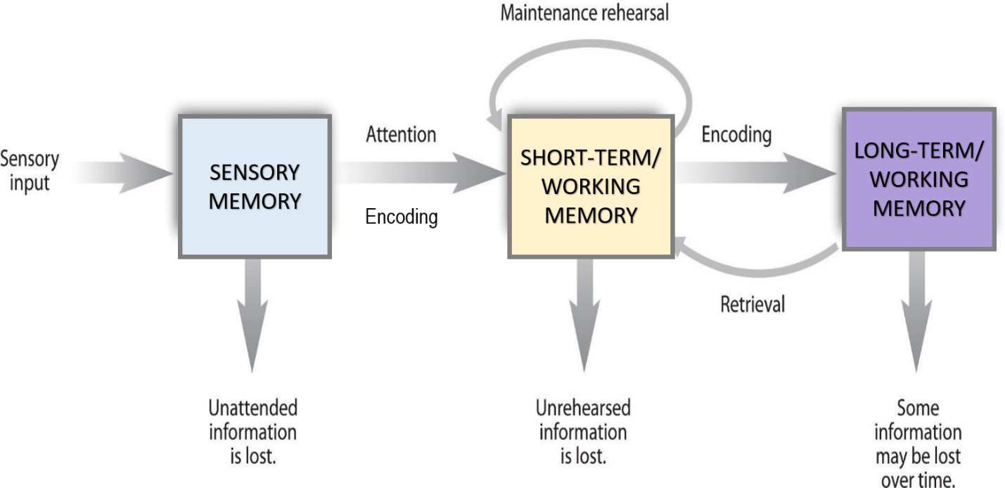 7.1 How Memory Functions – Introduction to Psychology (A critical approach)
