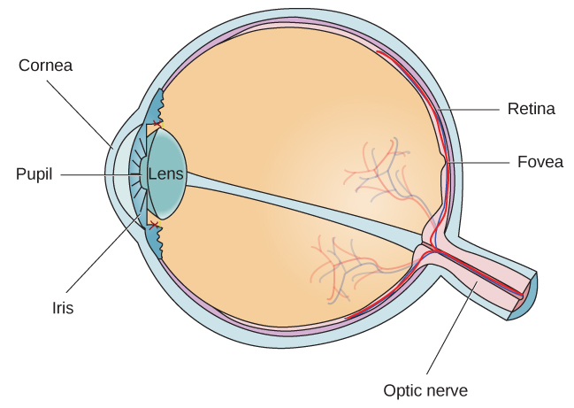 Different parts of the eye are labeled in this illustration. The cornea, pupil, iris, and lens are situated toward the front of the eye, and at the back are the optic nerve, fovea, and retina.ge