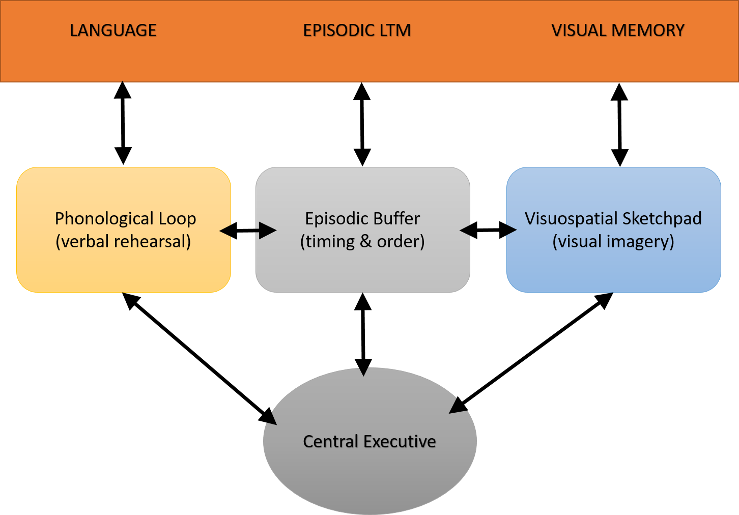 Flow diagram. The top rectangle is labeled from left to right as LANGUAGE, EPISODIC LTM, and then VISUAL MEMORY. The boxes under those labels (from left to right) are Phonological Loop (verbal rehearsal), Episodic Buffer (timing and order) and VIsuospatial Sketchpad (visual imagery). The bottom circle says Central Executive. There are two way arrows going between Central Executive and middle row of boxes, between the boxes in the middle row, and between the boxes in the middle row and the ones directly above them in the top row.