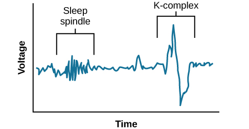 imA graph has an x-axis labeled “time” and a y-axis labeled “voltage. A line illustrates brainwaves, with two areas labeled “sleep spindle” and “k-complex”. The area labeled “sleep spindle” has decreased wavelength and moderately increased amplitude, while the area labeled “k-complex” has significantly high amplitude and longer wavelength.age