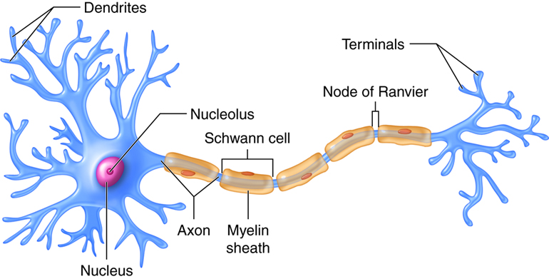 Picture of a neuron - cell body has nucleus and nucleolus labels and tree-like dendrites, the axon is a tail like process coated in myelin sheath, the nodes of Ranvier -- the gaps between the myelin are labeled, the axon terminals at the end of the axon are are labeled